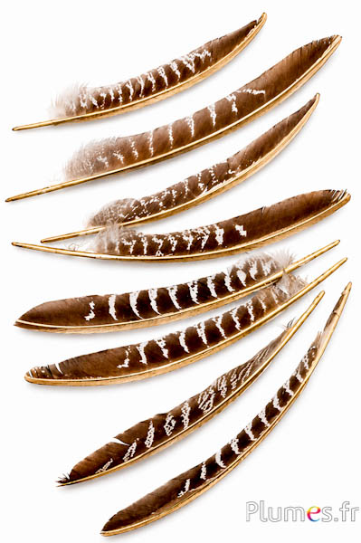 Fazant van Colchis gouden schacht - 18-22 cm - natuurlijk